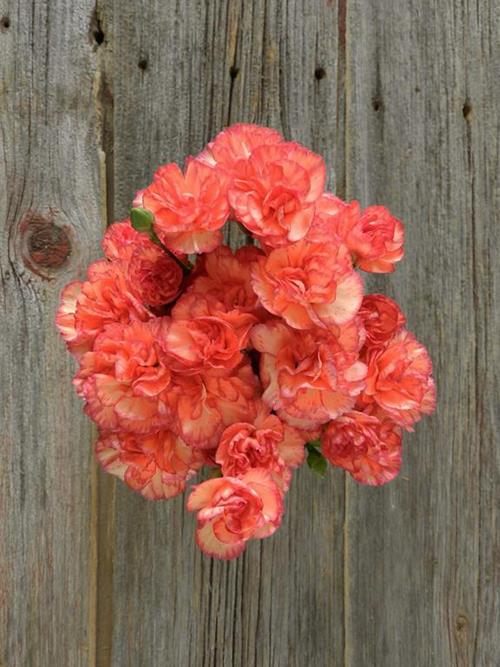 LINA  ORANGE MINI CARNATIONS